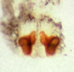 Philodromus josemitensis