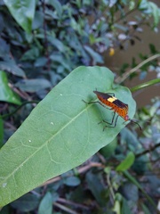 Hypselonotus subterpunctatus