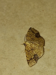 Nematocampa arenosa