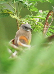 Conopophila albogularis