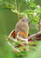 Conopophila albogularis