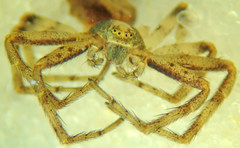 Philodromus josemitensis