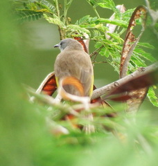Conopophila albogularis