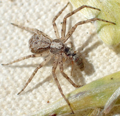 Philodromus josemitensis