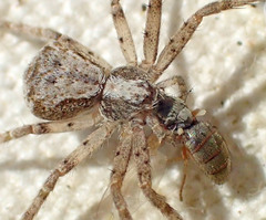 Philodromus josemitensis