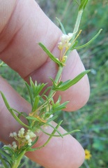 Cuscuta indecora