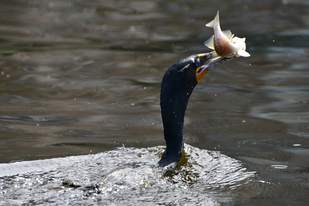 Doublecrested Cormorant from Boston, MA, USA on April 9, 2022 at 1144