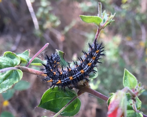 iNaturalist observation photo of Variable Checkerspot