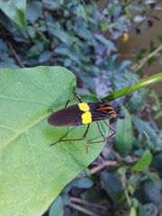 Hypselonotus subterpunctatus