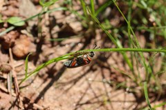 Lytta aenea