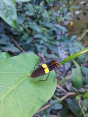 Hypselonotus subterpunctatus