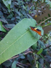 Hypselonotus subterpunctatus
