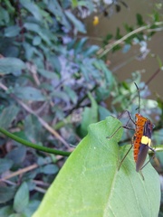 Hypselonotus subterpunctatus