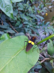 Hypselonotus subterpunctatus