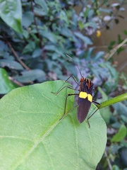 Hypselonotus subterpunctatus