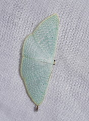 Poecilasthena fragilis