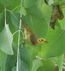 Ptilotula flavescens