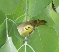 Ptilotula flavescens