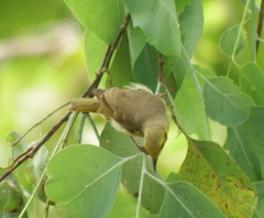 Ptilotula flavescens