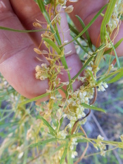 Cuscuta indecora