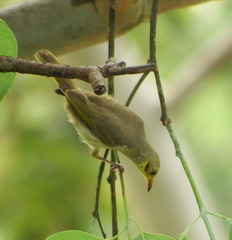 Ptilotula flavescens