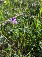 Astragalus rattanii jepsonianus