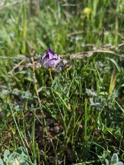 Astragalus rattanii jepsonianus