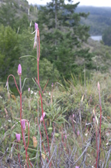 Clarkia gracilis gracilis