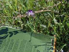 Astragalus rattanii jepsonianus