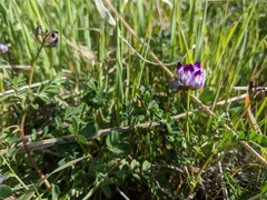 Astragalus rattanii jepsonianus