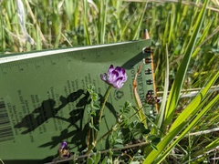 Astragalus rattanii jepsonianus