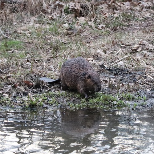 American Beaver photographed in Connecticut