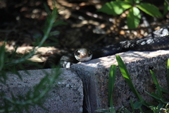 Coluber constrictor priapus