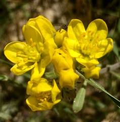 Haplophyllum coronatum