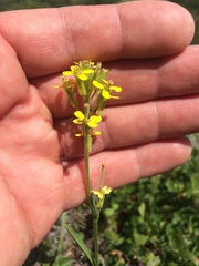 Erysimum inconspicuum
