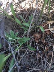 Erysimum inconspicuum
