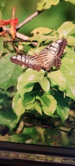 Parthenos sylvia