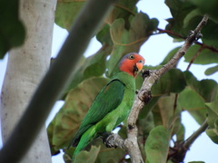 Geoffroyus geoffroyi