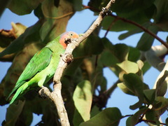 Geoffroyus geoffroyi