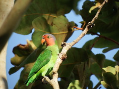 Geoffroyus geoffroyi