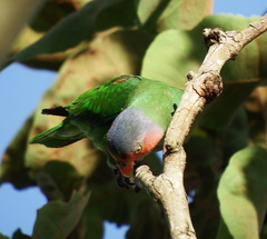 Geoffroyus geoffroyi