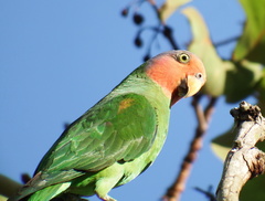 Geoffroyus geoffroyi