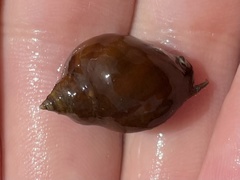 Nucella emarginata