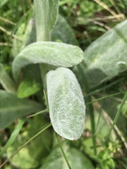 Tephroseris integrifolia capitata