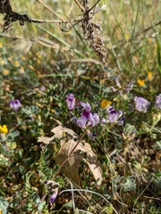 Astragalus rattanii jepsonianus