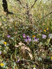 Astragalus rattanii jepsonianus