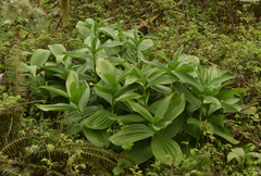 Veratrum californicum