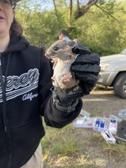 Peromyscus californicus