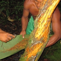 Banisteriopsis caapi