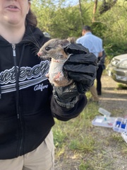 Peromyscus californicus